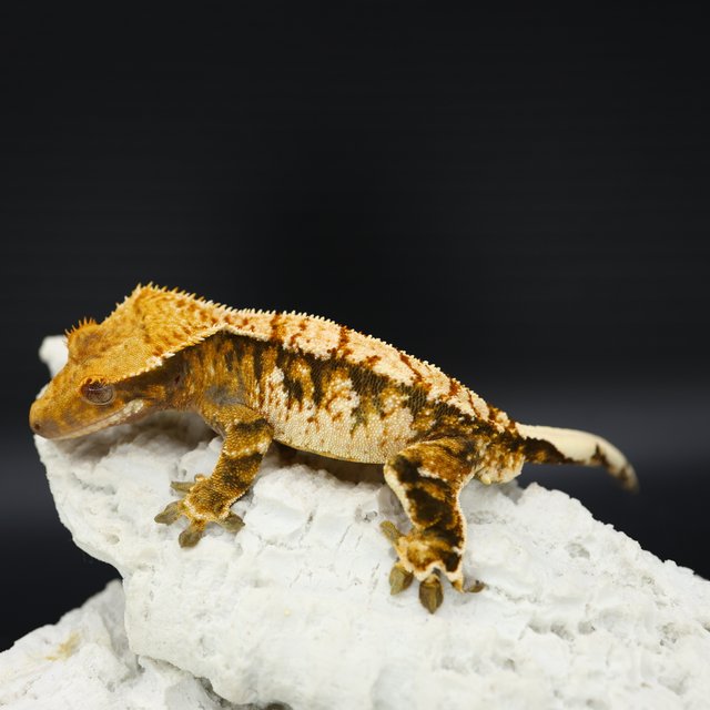 Tangerine Tri Extreme Harlequin White Spot White Crown White Pin