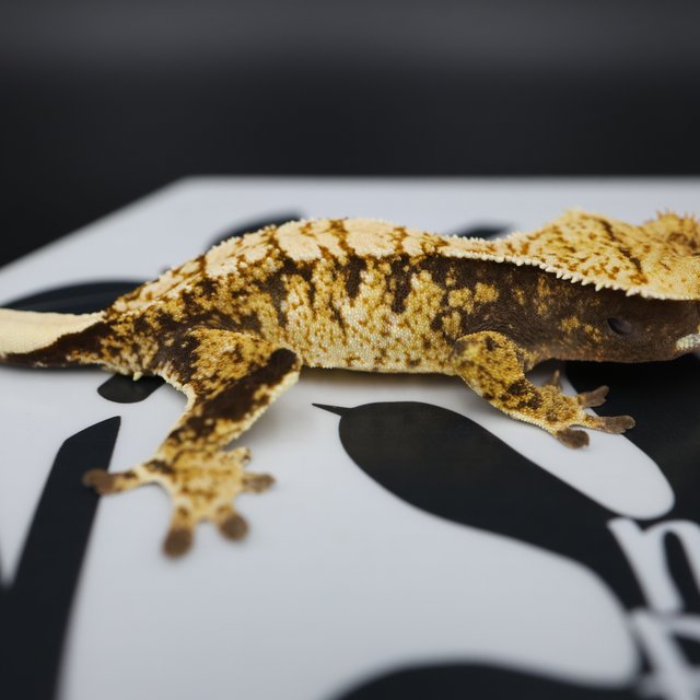 Normal Extreme Harlequin White Pin White Spot Tri