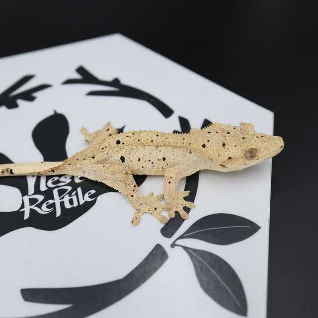 Dalmatian Super Dalmatian Altitude Normal