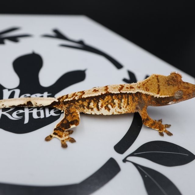 Tri Extreme Harlequin White Pin White Spot Normal Tangerine