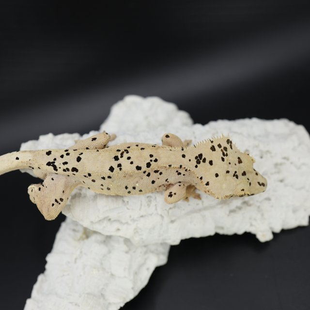 Bi Patternless Phantom Super Dalmatian