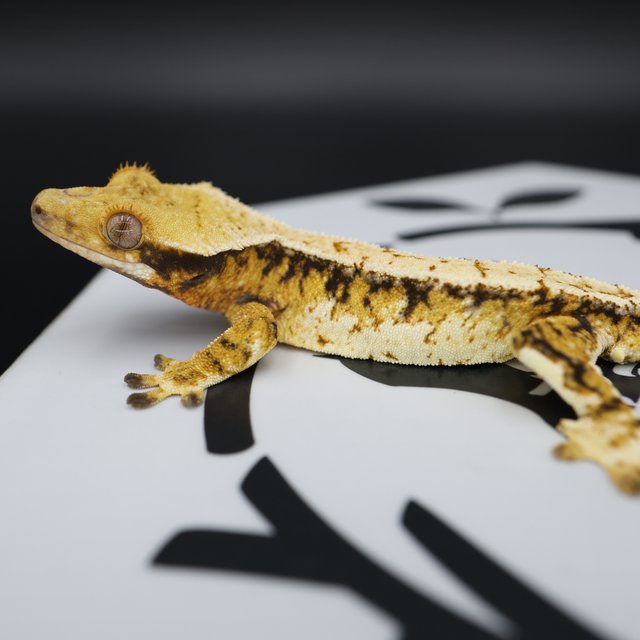 Tri Extreme Harlequin White Pin White Spot Normal