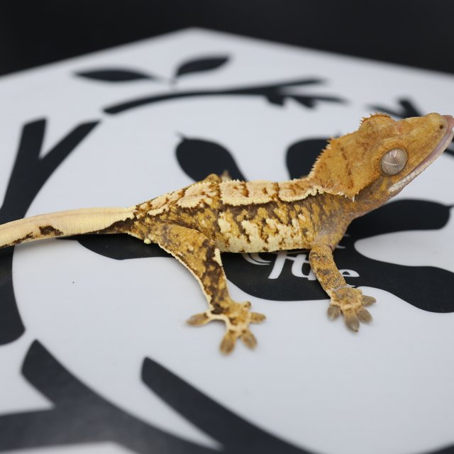 Normal Tri Extreme Harlequin White Spot White Pin Tangerine