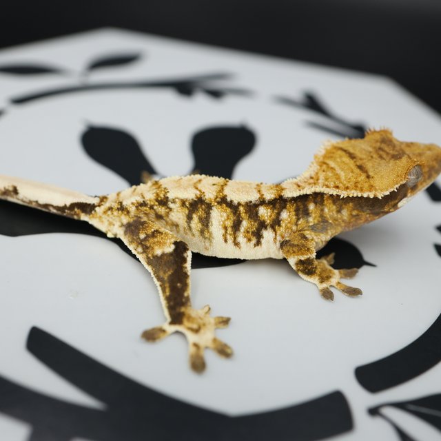 Normal Tri Extreme Harlequin White Spot Tangerine White Pin