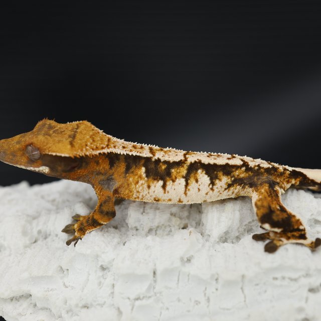 Tangerine Tri Extreme Harlequin White Spot White Crown White Pin