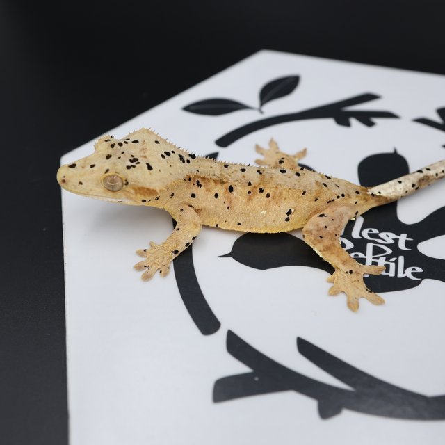 Dalmatian Super Dalmatian Altitude Normal