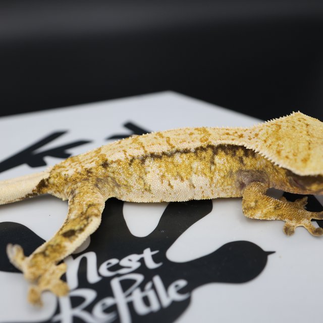 Tri Extreme Harlequin White Pin White Spot Normal