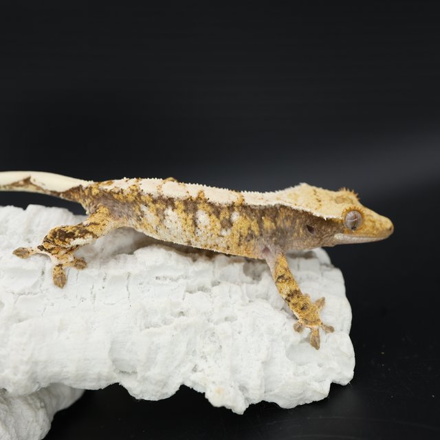 Tangerine Tri Extreme Harlequin White Spot Drippy White Crown