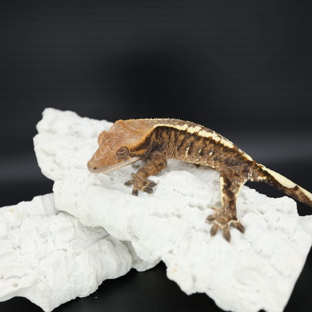 카푸치노 트라이 화이트핀 화이트스팟