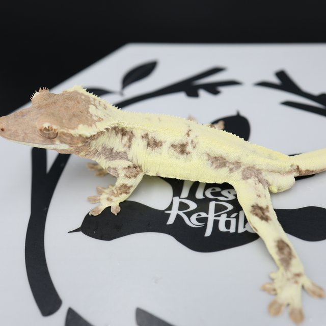 Frappuccino Drippy White Pin White Spot Full Pinstripe