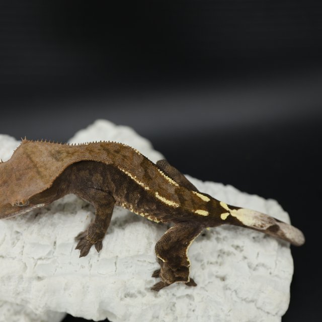 Cappuccino Tri White Pin