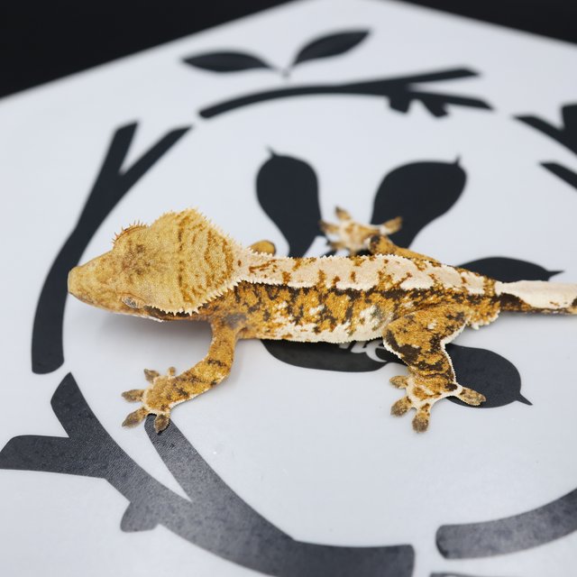 Normal Tri Extreme Harlequin White Spot White Pin Tangerine