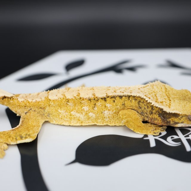 Normal Tri Extreme Harlequin White Spot White Pin Solid Back