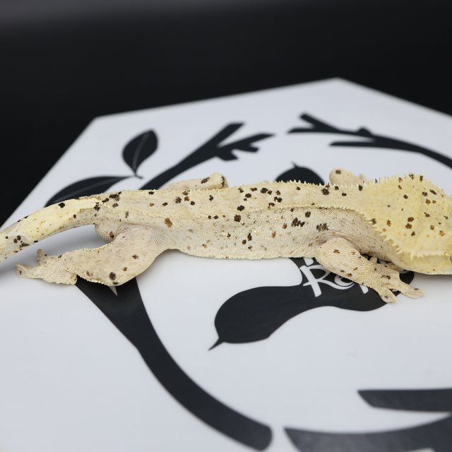 Dalmatian Super Dalmatian Altitude Normal