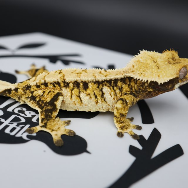 Normal Tri Extreme Harlequin White Spot White Pin