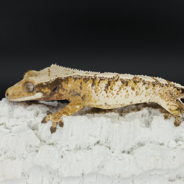 Normal Tri Drippy White Spot Extreme Harlequin White Pin