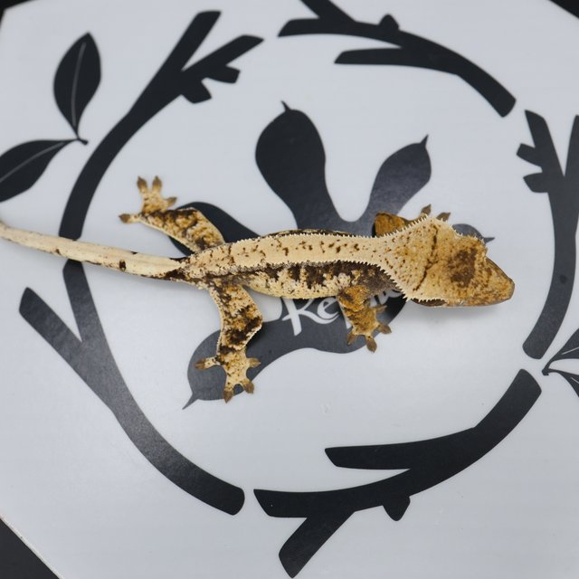 Normal Tri Drippy Extreme Harlequin White Spot White Pin