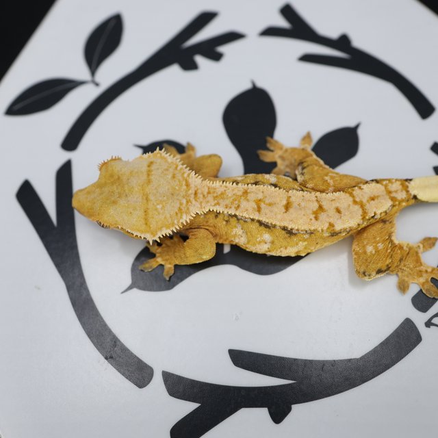 Normal Drippy White Spot Full Pinstripe White Pin Extreme Harlequin