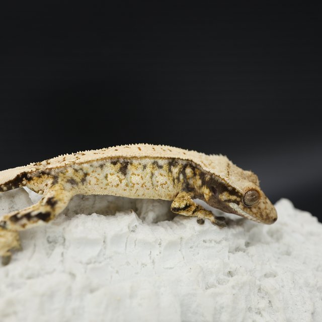 Tri Extreme Harlequin Quad Drippy White Spot White Crown