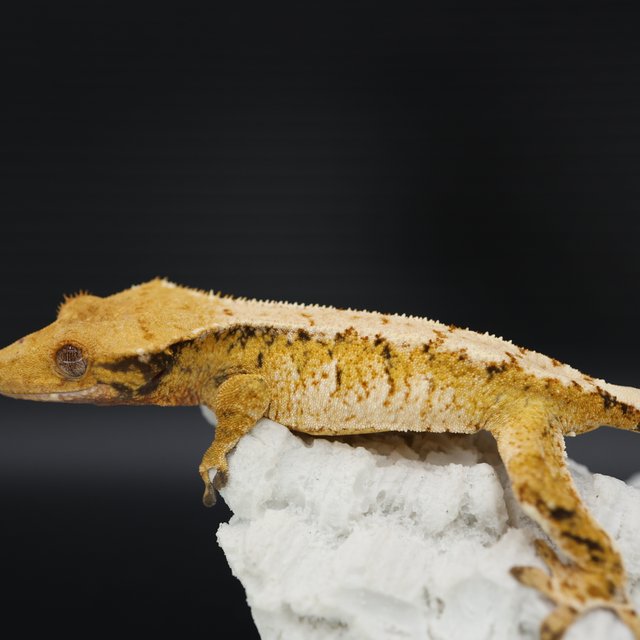 트라이 익스트림할리퀸 텐저린 화이트스팟 드리피