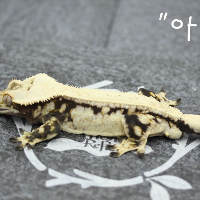 드리피 풀핀 화이트스팟