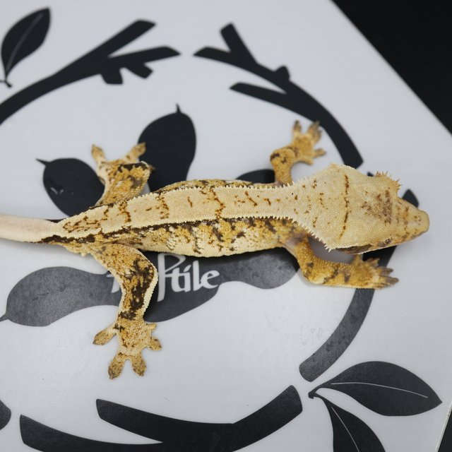 Normal Tri Full Pinstripe Pinstripe White Spot White Pin