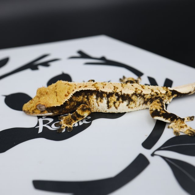 Normal Tri Extreme Harlequin White Spot White Pin