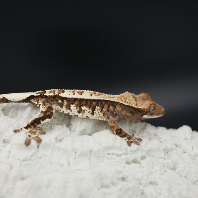 Sable Tri White Pin White Crown White Spot