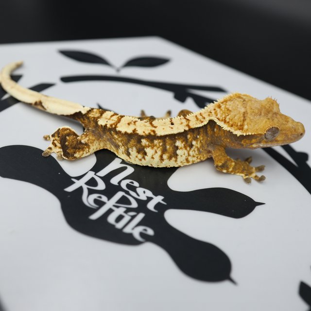 Normal Extreme Harlequin Tangerine White Spot White Pin