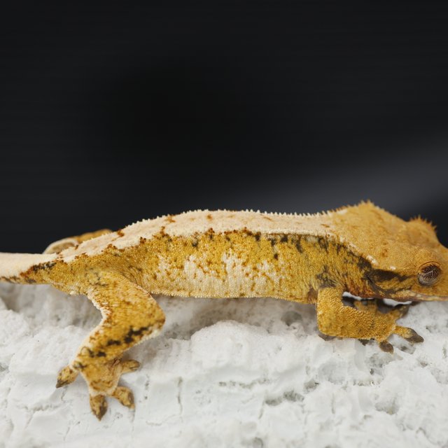 트라이 익스트림할리퀸 텐저린 화이트스팟 드리피