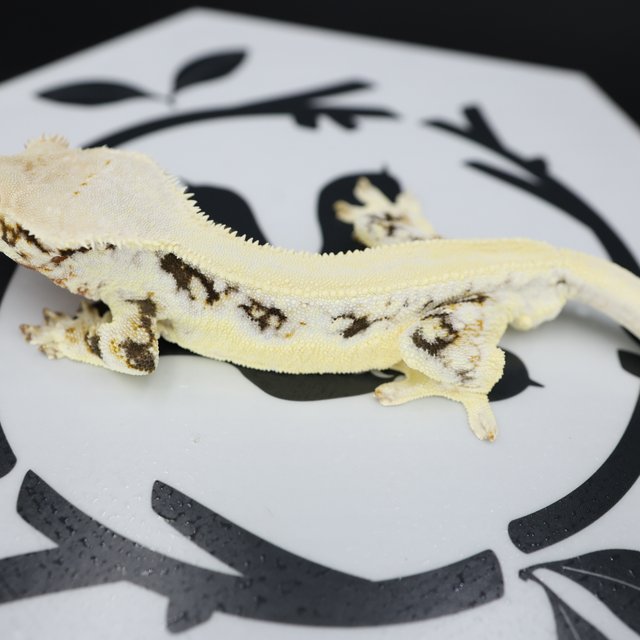 Lilly White Solid Back Drippy White Spot Full Pinstripe White Pin