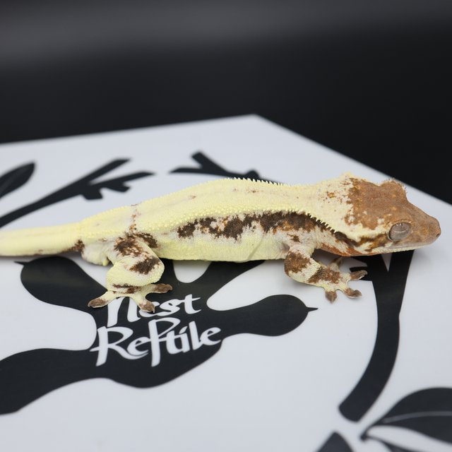 LW Sable Drippy White Spot White Pin