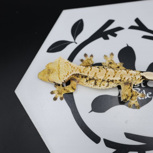 Tri Extreme Harlequin White Pin White Spot Normal