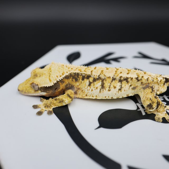 Tri Extreme Harlequin White Pin White Spot Normal