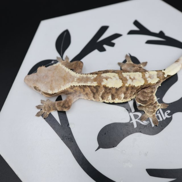 Normal Cappuccino White Spot White Pin