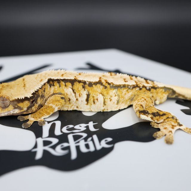 Normal Tri Extreme Harlequin White Spot White Pin Solid Back