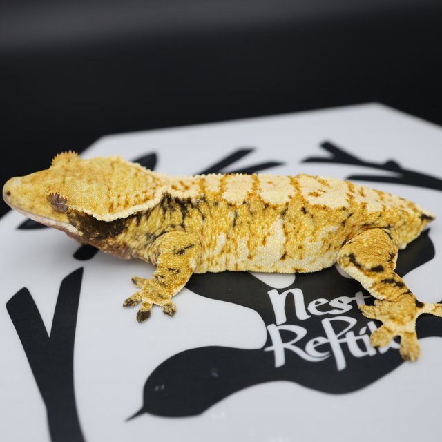 Tri Extreme Harlequin White Pin White Spot Normal