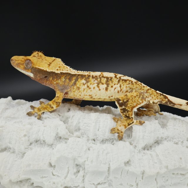 Normal Quad Full Pinstripe Pinstripe White Spot White Pin