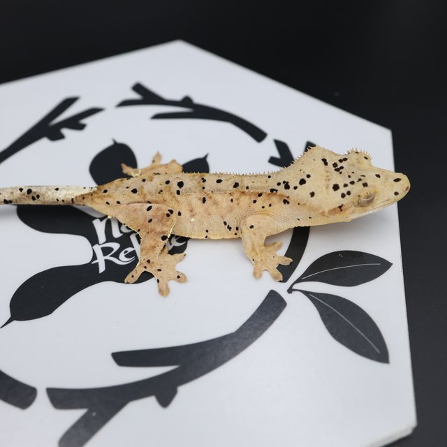 Dalmatian Super Dalmatian Altitude Normal