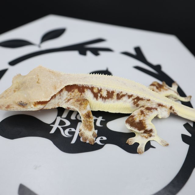 Lilly White Red Solid Back Drippy White Pin White Spot