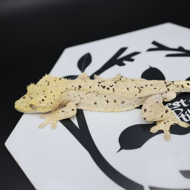 Dalmatian Super Dalmatian Altitude Normal