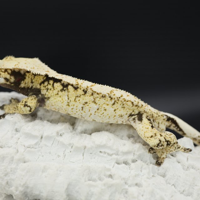 Tri White Pin Normal Drippy White Spot White Crown