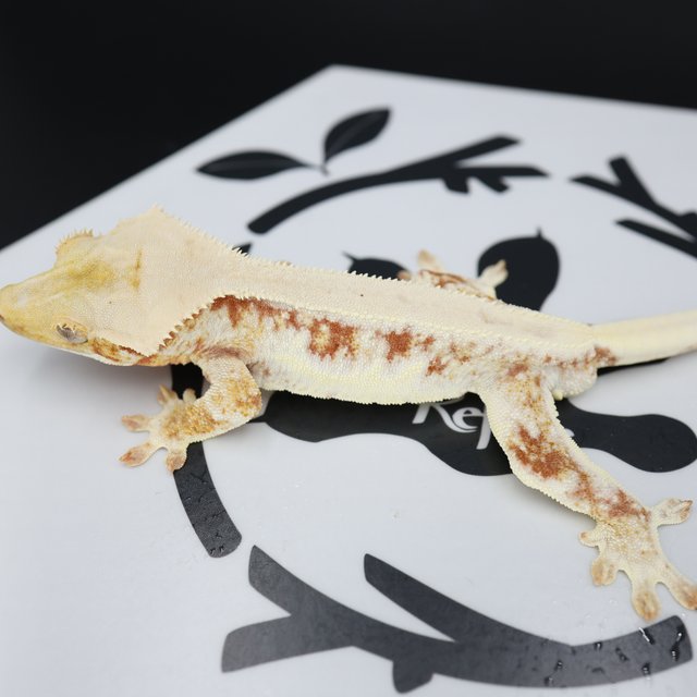 Lilly White Drippy Solid Back White Spot White Pin Red