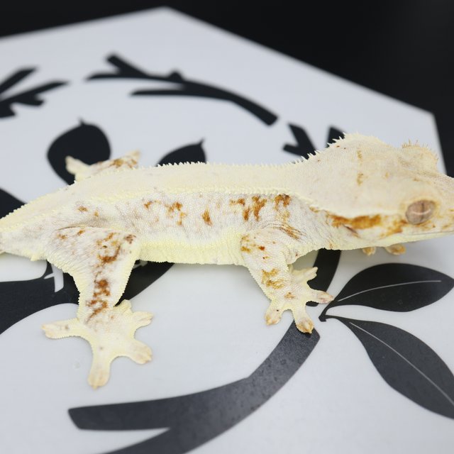 릴리화이트 크림 솔리드백 드리피 화이트스팟 화이트핀