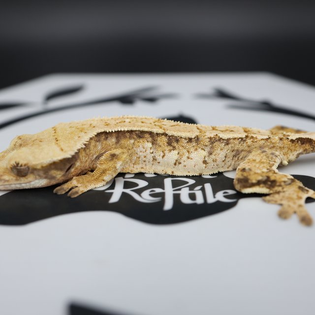 Normal Tri Extreme Harlequin Pinstripe White Spot White Pin