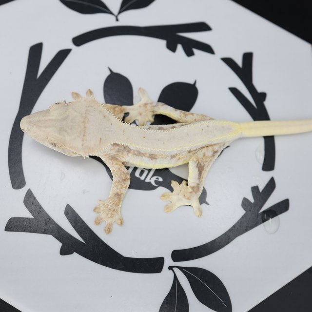 Tri Lilly White Solid Back Full Pinstripe Drippy White Spot