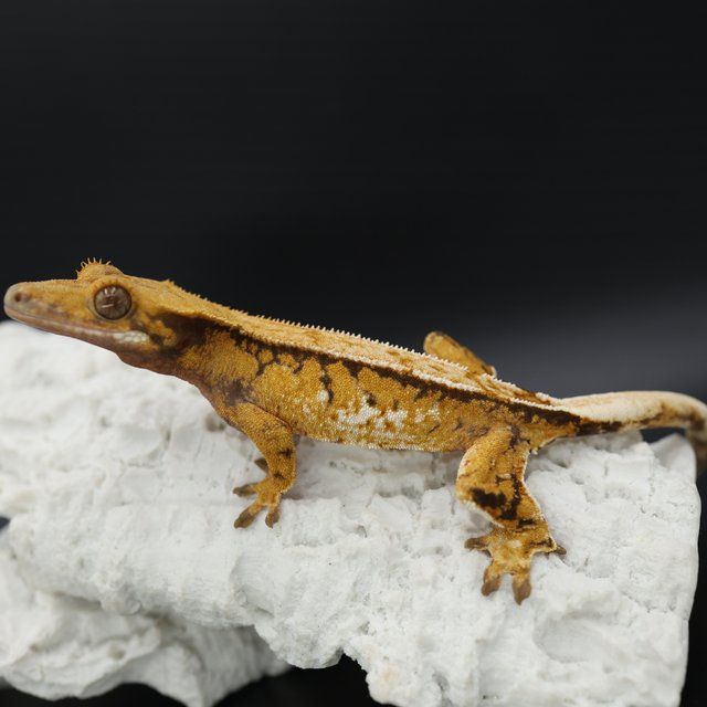 트라이 익스트림할리퀸 화이트스팟 화이트핀 텐저린