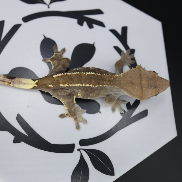 Normal Cappuccino White Pin Extreme Harlequin White Spot