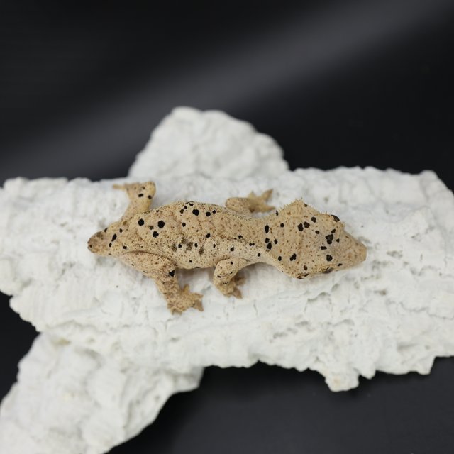 Bi Patternless Phantom Super Dalmatian