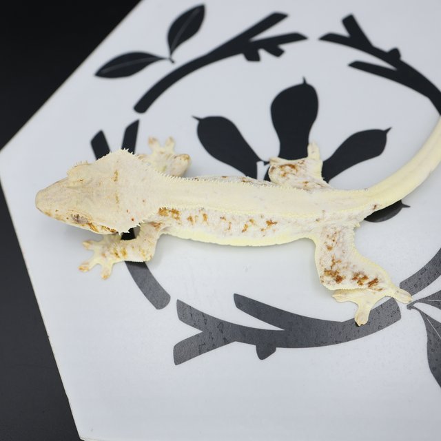 릴리화이트 크림 솔리드백 드리피 화이트스팟 화이트핀